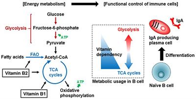 Vitamin B and DNA synthesis in athletes